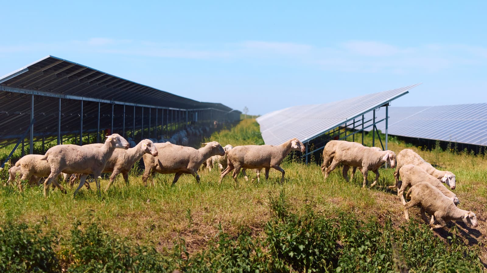 Sheep grazing beneath solar panels on a farm