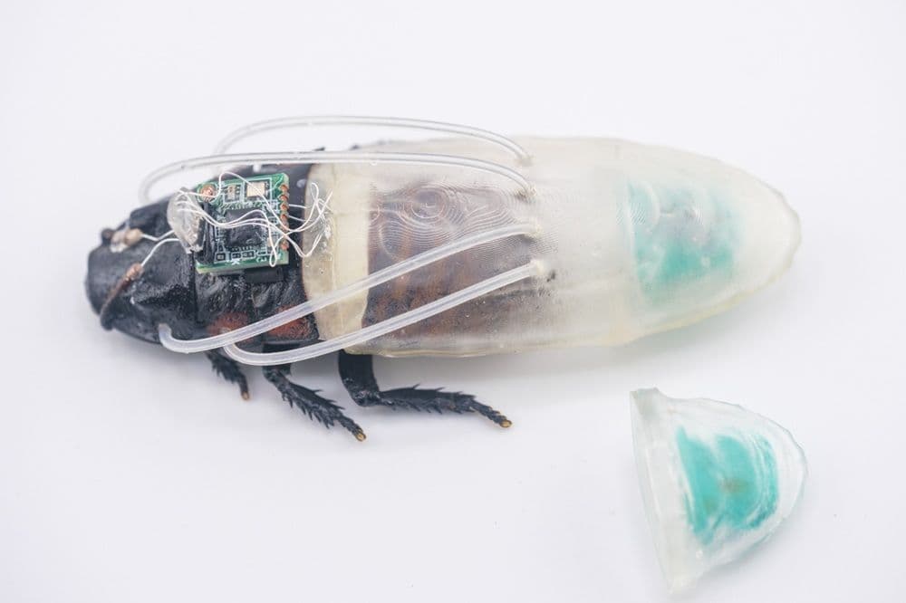 Living Insect Drones: How Cyborg Cockroaches Could Transform Disaster Response