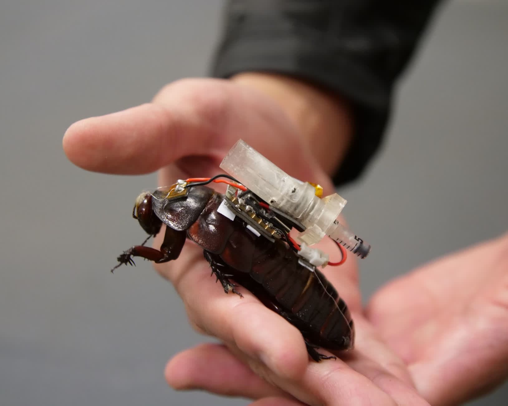 Cyborg Cockroaches Deploy Tiny Syringes to Deliver Medicine in Disaster Zones