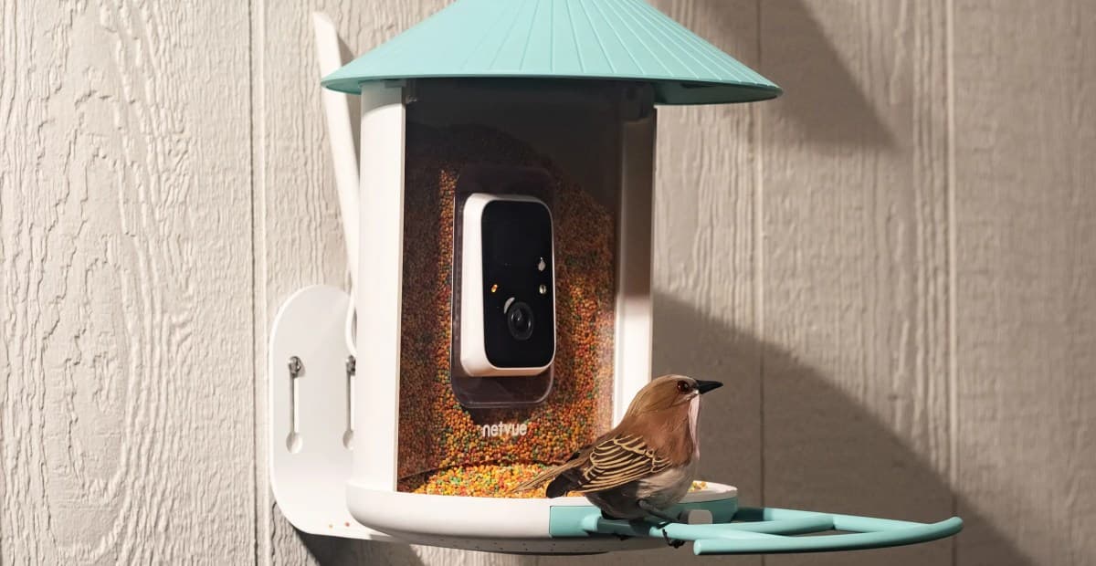 AI Bird Identification Drives New Niche in Connected Bird Feeders