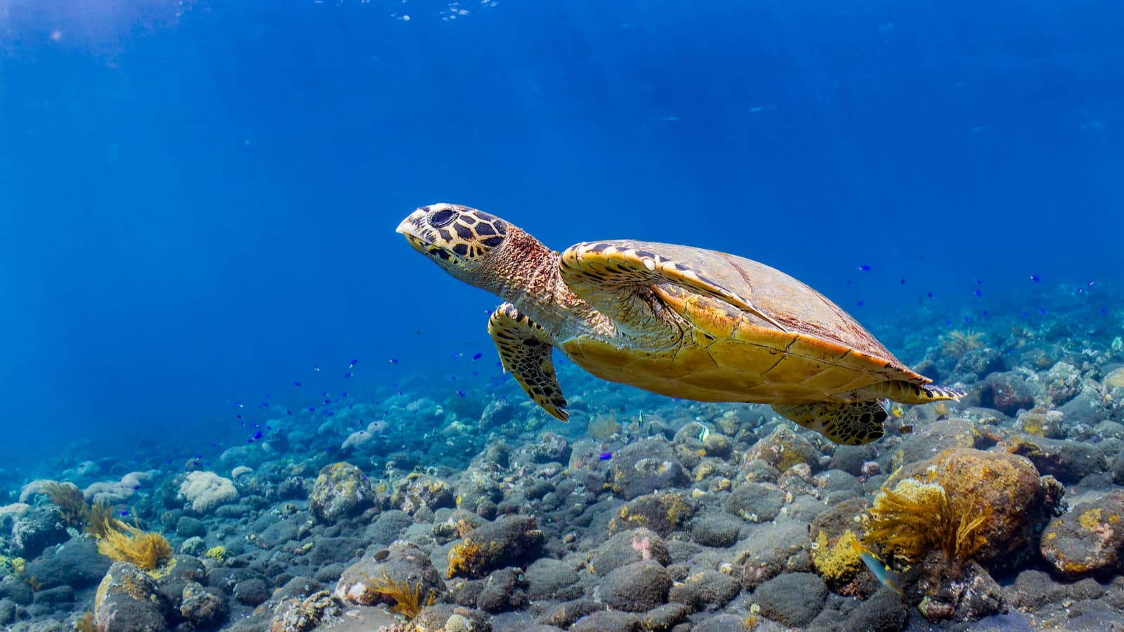 Teen Inventor Builds AI-Powered Bionic Sea Turtle for Ocean Cleanup