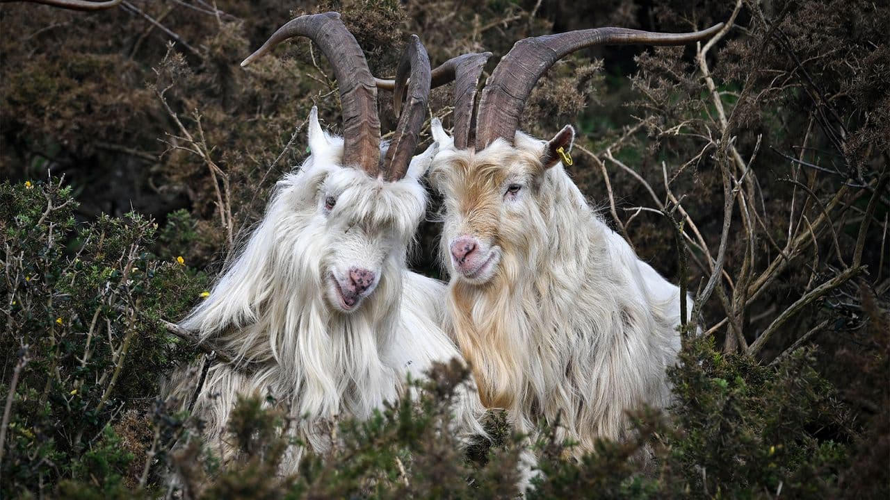 Microsoft Researcher Uses Goats From Age of Empires II To Mock AI Consciousness Claims