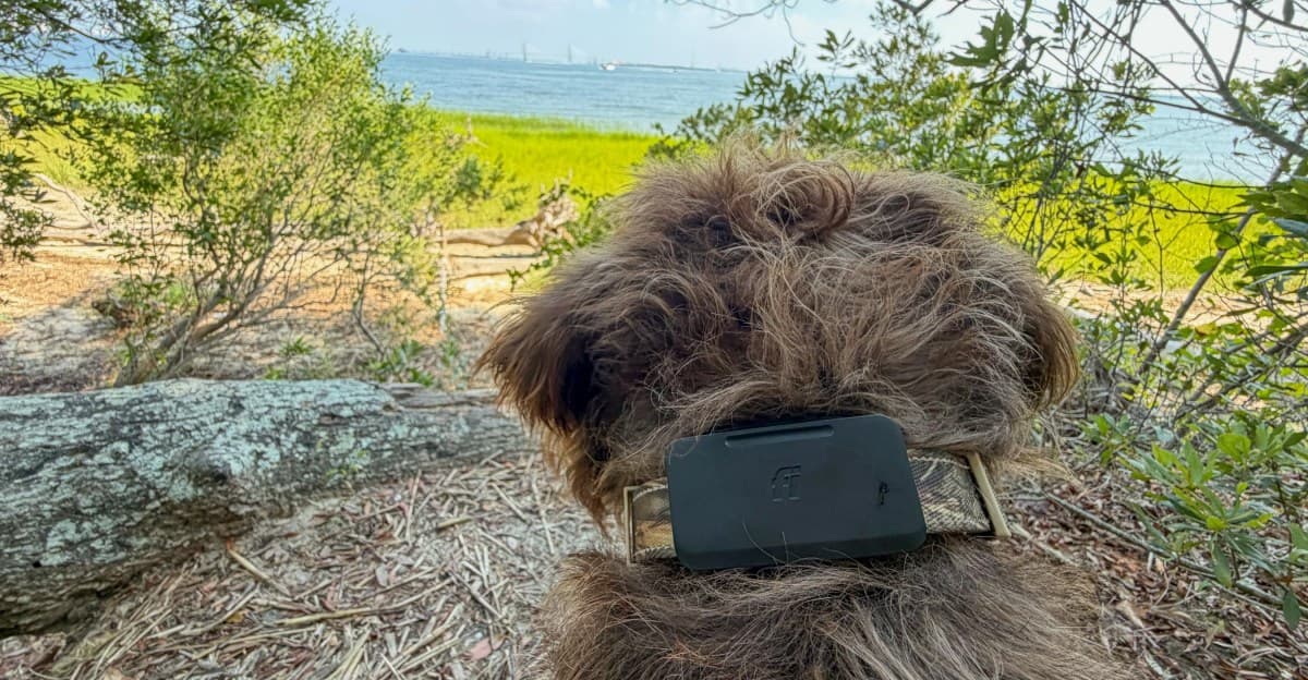 Starlink-Enabled Fi Ultra Pet Tracker Finds Dogs Where LTE Falls Short
